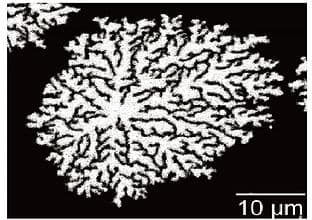 Poor quality magnetic film with snowflake-like domains